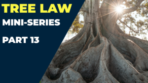 Who Is Responsible For Tree Roots? Who Is Responsible Root Damage? | Tree Law Miniseries Part 13
